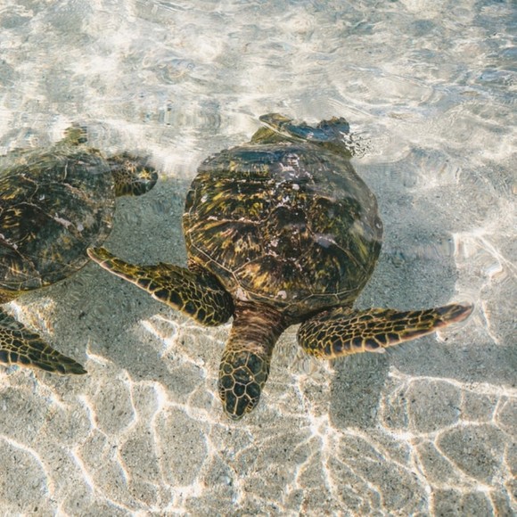 Meet your Posher, Trudy - Picture 1 of 1